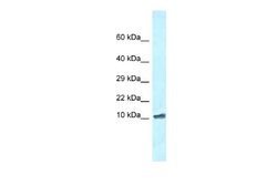 ROMO1 Rabbit anti-Mouse, Polyclonal, Novus Biologicals 0.1ml; Unconjugated:Antibodies,